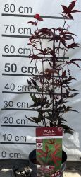 Acer palmatum 'Bloodgood'