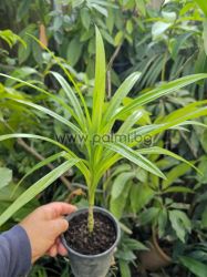 Pandanus amaryllifolius, Edible, fragrant Pandan