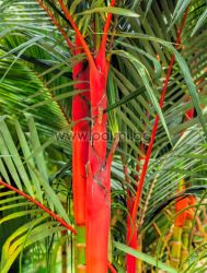 Cyrtostachys renda, Red sealing wax palm, Lipstick palm