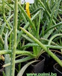 Aloe vera, zweijährige Pflanze  von Botanischem Garten - Plovdiv, Bulgarien