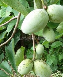 Asimina triloba, Asimina, Indianerbanane, Pawpaw