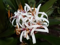 Crinum asiaticum, Азиатски Кринум, Лилия Кринум