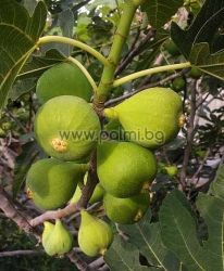 Ficus carica Male Kadota, Male Fig Pollinator from Botanical Garden - Plovdiv, Bulgaria