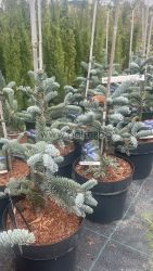 Сребърна Ела, Abies procera Glauca