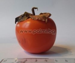 Diospyros kaki ‘Nashi Wase’ – Early Japanese Persimmon with a Rich, Honey-Sweet Flavor