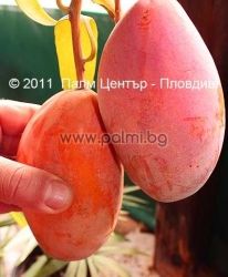 Манго сорт Остийн