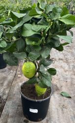 Лимон, Citrus limon Cappuccio
