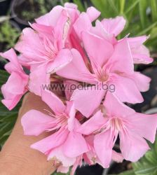 Nerium oleander Apple Blossom