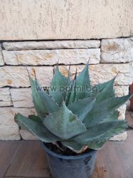 Agave, Agave ‘Pygmaea Dragon Toes