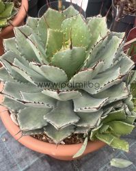 Агаве ‘Kichijokan’ , Столетник