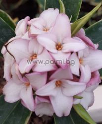 Winter Daphne, Daphne  Pink fragrance '