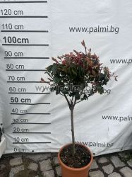 Компактна фотиния Little Red Robin, Photinia fraseri Little Red Robin 'Lolipop'