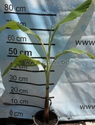 Musa ce Cream Blue Java