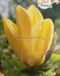 Магнолия Yellow Bird, Жълта