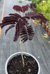  Шоколадова Албиция, Albizia julibrissin ‘Summer Chocolate’