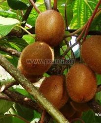 Actinidia deliciosa 'Hayward'  Kiwi Hayward von Botanischem Garten - Plovdiv