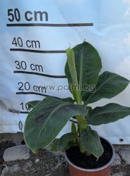 Grand Nain Cavendish Banana