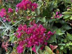 Krepp Myrte  'Berry Dazzle'Lolipop