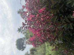 Crape Myrtle  'Berry Dazzle' Lollipop