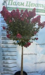 Crape Myrtle  'Berry Dazzle' Lollipop