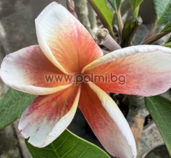  Frangipani  J 105