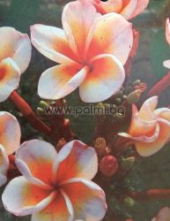  Frangipani Boutique