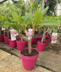 Frangipani Pink Jack – Eleganz in Rosa