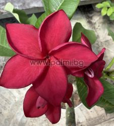 Frangipani Pink Jack – Eleganz in Rosa