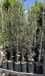 Picual Olive Tree – Cold Hardy and High-Yielding Olive Variety