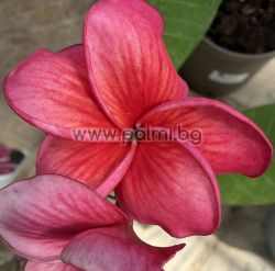 Плумерия  Малика, Plumeria Malika, Франджипани 