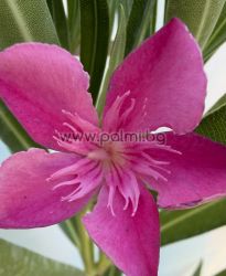 Oleander  Remény Sugar