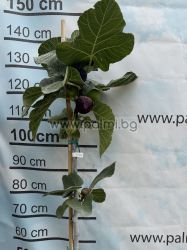 Fig Bursa Black
