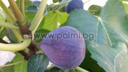 Fig variety Turca (Turkish)