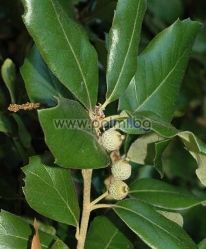 Quercus ilex, Steineiche