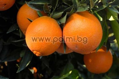 Портокал сорт Навелина