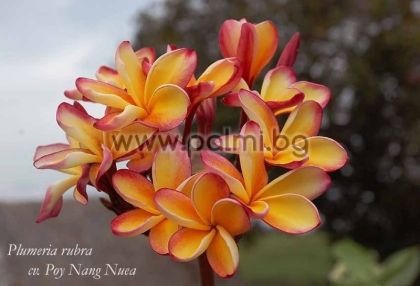 2. Плумерия сорт Poy Nang Nuea, Франджипани