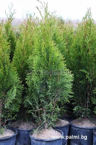Еmerald Cedar, Green Arborvitae