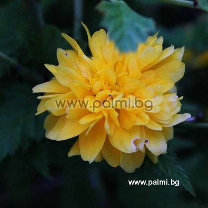Double yellow Kerria
