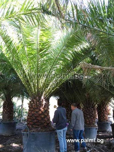 Canary Island Date Palm 950 liters
