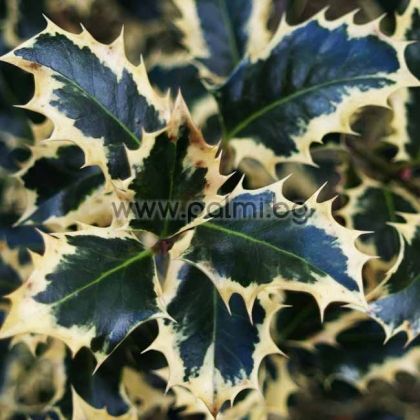 Ilex aquifolium Argentea Marginata, Джел, Илекс с пъстри листа, Argentea Marginata