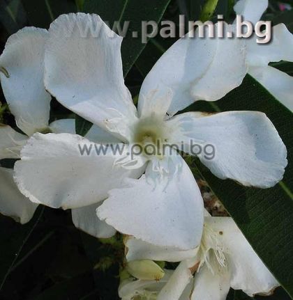 Oleander white, 'Sister Agnes'