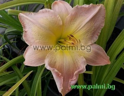 Daylily 'Mable Lewis Nelson'