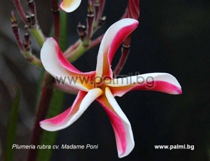 19. Frangipani, Plumeria Madame Poni Hybrid