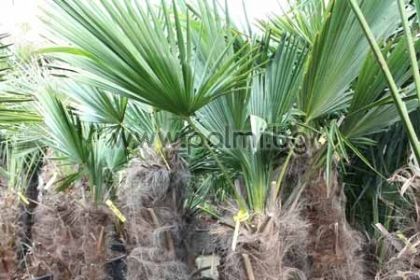 Студоустойчива палма Трахикарпус с 0,5 м стъбло
