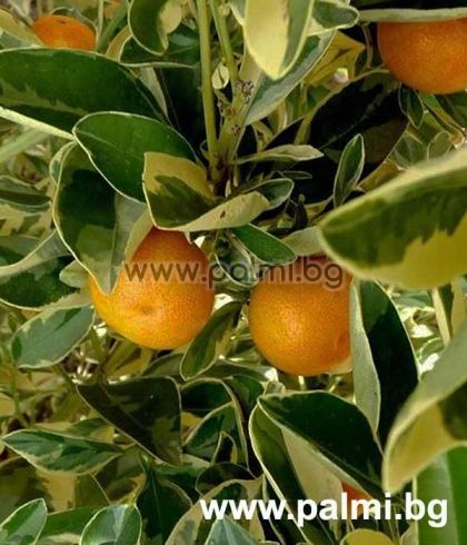 Каламондин Variegata, Декоративна мандарина с пъстри листа