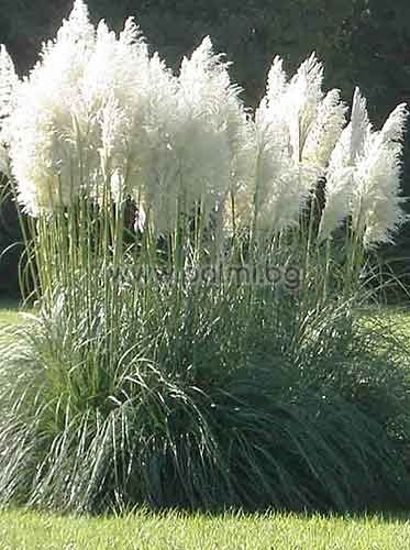 White Pampas Grass