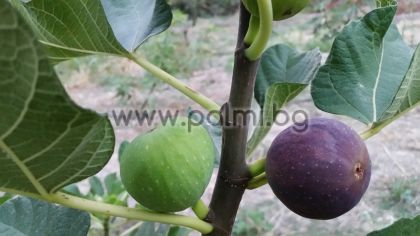 Fig variety Cerretto