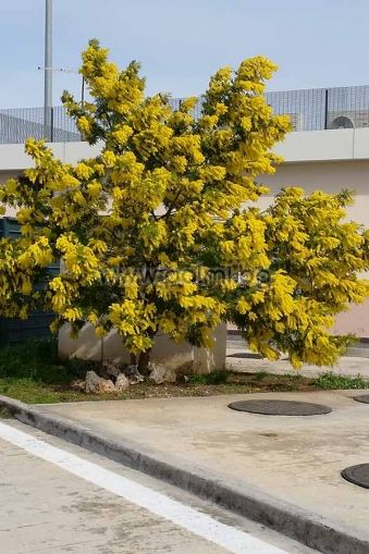 Acacia dealbata, Вечнозелена Сребриста Акация, Синя Мимоза