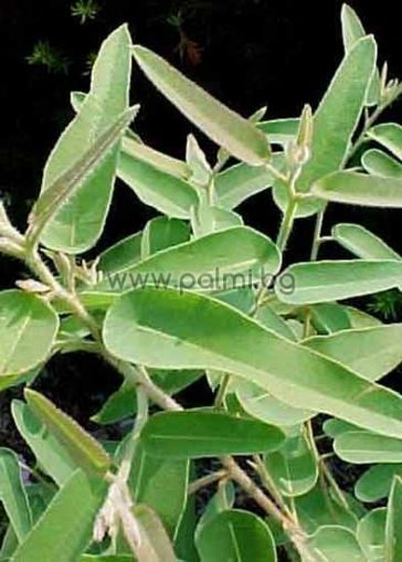 Eucalyptus citriodora, Лимонов Евкалипт