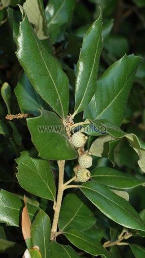 Quercus ilex, Напълно студоустойчив, вечнозелен Каменен дъб